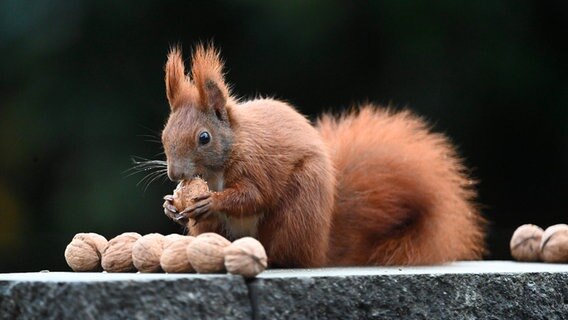 Ein Eichhörnchen knabbert an Nüssen und schaut dabei direkt in die Kamera. © Mike Mohr Foto: Mike Mohr
