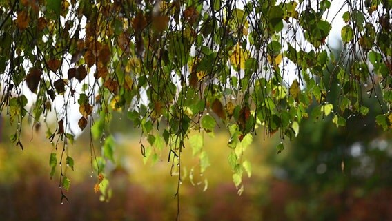 Grüne und gelbe Birkenblätter hängen von oben bis unten durchs Bild. Tropfen laufen hinunter und eine schöne Unschärfe legt sich in den Hintergrund. © Sybille Eumann Foto: Sybille Eumann