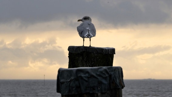 Eine Möwe steht auf einem Poller und schaut sich den Sonnenuntergang an. Der Kopf ist zur Seite gedreht. Im Hintergrund ist das Meer. © Cordula Sönnichsen Foto: Cordula Sönnichsen