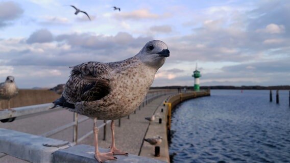 Eine Möwe guckt neugierig in die Kamera. Im Hintergrund sind weitere Möwen zu sehen, sowie ein grüner Leuchtturm und eine Straße entlang des Ufers. © Nicole Rankovic Foto: Nicole Rankovic