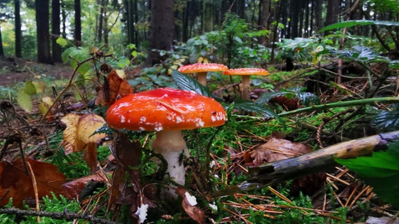 Ein roter Fliegenpilz verbreitet Glück im grünen Wald. © Maike Buthmann-Fischer Foto: Maike Buthmann-Fischer