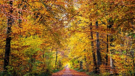 Der Wald mit herbstlichen Laub und starken Farben am Morgen. © Phil Lopatta Foto: Phil Lopatta