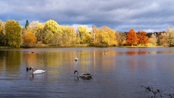 Gänse schwimmen in einem Gewässer, ummalen von herbslich gefärbten Bäumen. Es ist bewölkt und eine gewisse Ruhe kommt rüber. © Karin Bräunert Foto: Karin Bräunert