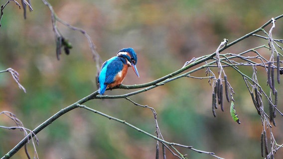 Ein Eisvogel mit farbigen Gefieder auf einem Ast. © Hans Cymontkowski Foto: Hans Cymontkowski