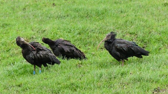 Waldrappen auf einer Wiese bei Sturm. © Reiner Wagenführ Foto: Reiner Wagenführ