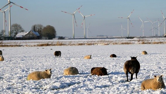 Eine Herde von Schafen, die im Schnee auf einer Wiese liegen. Im Hintergrund sind Windräder zu sehen. © Cordula Sönnichsen Foto: Cordula Sönnichsen
