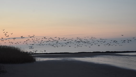 Gänse beim Aufbruch über dem Strand. © Leif Koch Foto: Leif Koch