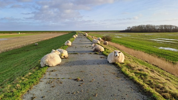 Zahlreiche Schafe liegen am Rand einer Allee auf Pellworm. © Beate Straub Foto: Beate Straub