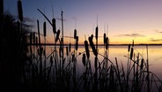 Silhoutten von Rohrkolben im Abendlicht am Wittensee. © Reiner Henseleit Foto: Reiner Henseleit