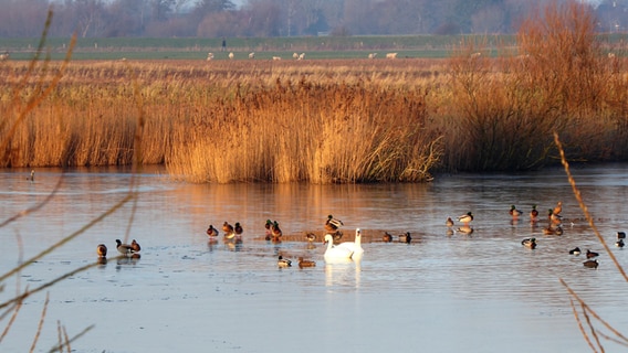 Mehrere Vögel auf einem See in Risum-Lindholm. © Cordula Sönnichsen Foto: Cordula Sönnichsen