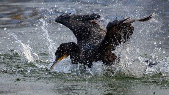 Ein Vogel (Kormoran) beim Baden in der Schlei. © Jörn Tietje Foto: Jörn Tietje