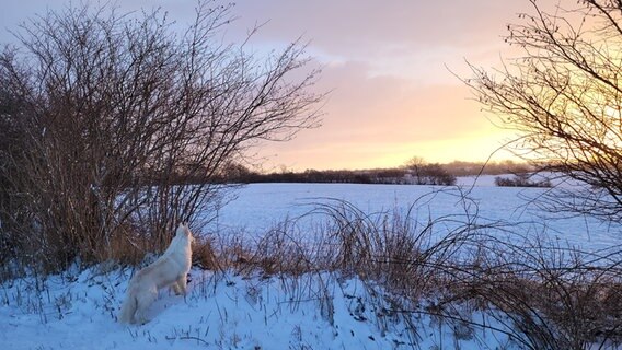 Ein weißer Hund beobachtet den Sonnenaufgang über einem mit Schnee bedeckten Feld. © Moni Rosenthal Foto: Moni Rosenthal
