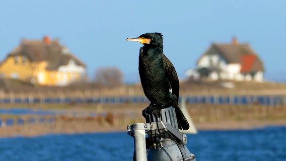 Ein Kormoran sitzt auf einer Lampe, im Hintergrund sind zwei Reetdachhäuser zu sehen. © Manfred Friesse Foto: Manfred Friesse