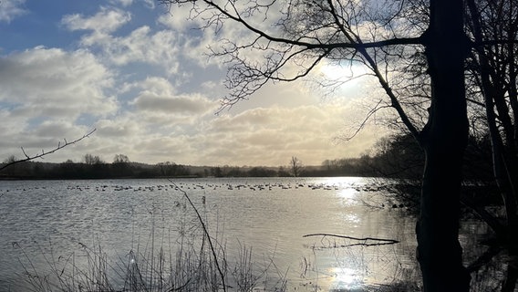 Auf einem See schwimmen unter der Mittagssonne viele Gänse. © Norbert Schmäling Foto: Norbert Schmäling