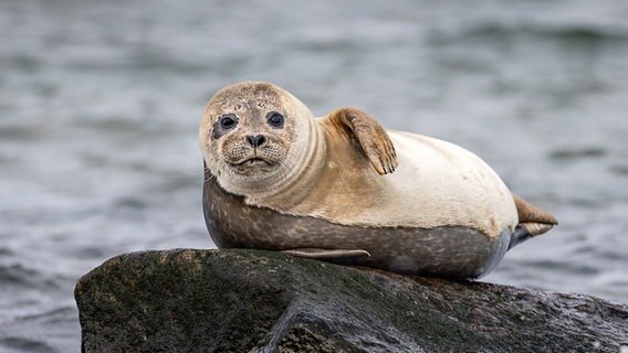 Ein Seehund liegt auf einem kleinen Felsen oberhalb der Wasserlinie. © Kirsten Bruns Foto: Kirsten Bruns