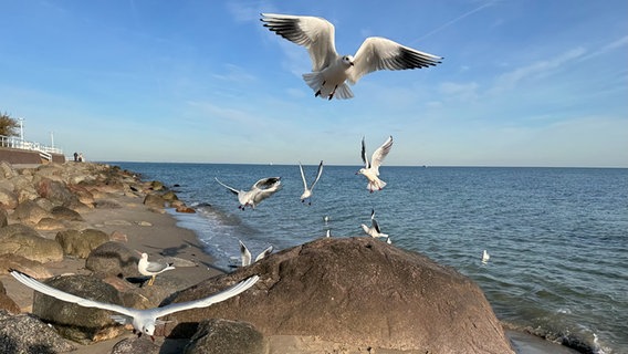 Viele Möwen auf dem Möwenstein in Travemünde. © Sabine Schöne Foto: Sabine Schöne