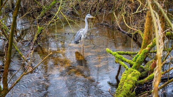 Zwischen Geäst steht ein Graureiher im Flachwasser. © Ralf Denguth Foto: Ralf Denguth