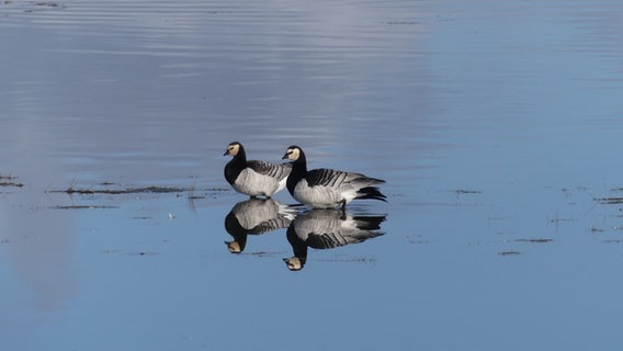 Zwei Nonnengänse auf dem Wasser. © Reiner Wagenführ Foto: Reiner Wagenführ