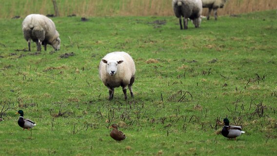 Mehrere Schafe stehen gemeinsam mit Enten auf einer Weide. © Franziska Kolm Foto: Franziska Kolm