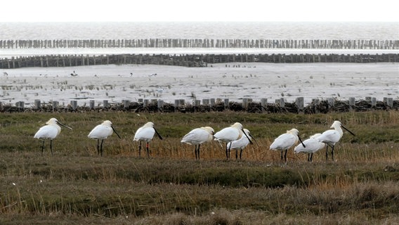 Mehrere Löffelreiher stehen aufgereiht in der Nähe vom Watt. © Cordula Sönnichsen Foto: Cordula Sönnichsen