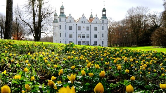 Zahlreiche Winterlinge sprießen vor dem Ahrensburger Schloss aus dem Boden. © Claus Petersen Foto: Claus Petersen