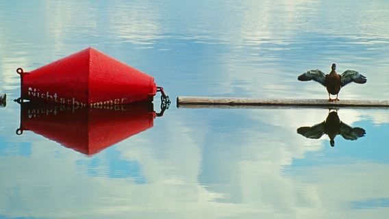 Eine Ente sitzt auf einer Abgrenzung von Nichtschwimmer- und Schwimmerbereich. © Thomas Ebelt Foto: Thomas Ebelt