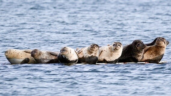 Sieben Robben, welche auf einem Stein im Wasser der Ostsee liegen. © Bernd Kanitz Foto: Bernd Kanitz