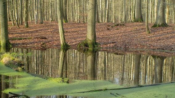 Der Wald spiegelt sich in einem Tümpel im Wald bei Sonnenschein. © Gunnar Asmus Foto: Gunnar Asmus