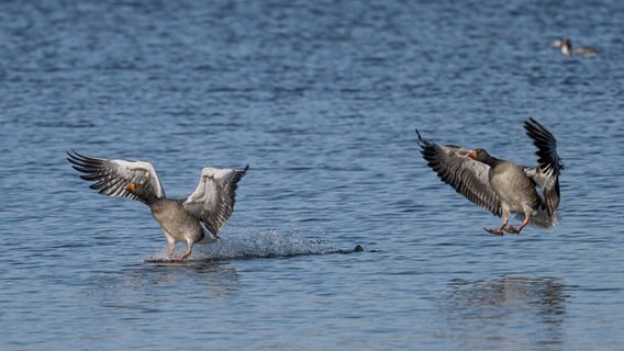 Zwei Gänse bei der Landung auf einem See. © Andreas Brammer Foto: Andreas Brammer