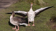 Zwei Gänse genießen die Sonne im Kurpark von Bad Schwartau. © Karin Bräunert Foto: Karin Bräunert