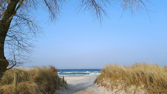 Der Blick auf die Ostsee durch die Dünenlandschaft mit einem Baum auf der linken Seite. © Franziska Kolm Foto: Franziska Kolm