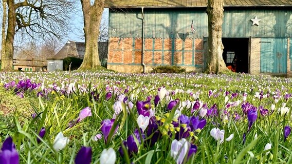 Viele blühende Krokusse auf einer Wiese bei Sonnenschein mit einer Scheune im Hintergrund. © Steffen Schiemann Foto: Steffen Schiemann