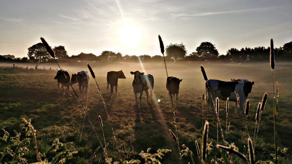Mehrere Kühe stehen auf einer Weide im Nebel, während die Sonne aufgeht. © Angelina von Spannhorn Foto: Angelina von Spannhorn
