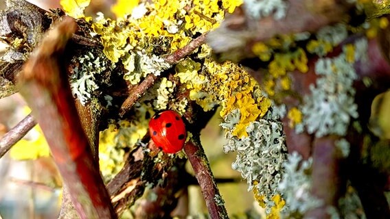 Ein Marienkäfer auf einem Ast in der Sonne. © Bianca Krohn Foto: Bianca Krohn