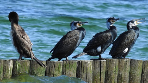 Mehrere Kormorane sitzen auf einer Buhne knapp über dem Wasser der Ostsee. © Sabine Hanfland Foto: Sabine Hanfland