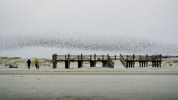 Ein großer Schwarm Stare fliegt über den Dünen von Sankt Peter-Ording. © Wenke Stahlbock Foto: Wenke Stahlbock