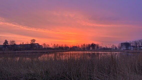 Sonnenaufgang über dem Ilensee mit Schilf im Vordergrund. © Benjamin Meißner Foto: Benjamin Meißner