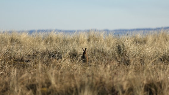 Ein Hase sitzt im Dünengras an der Ostsee. © Franziska Kolm Foto: Franziska Kolm