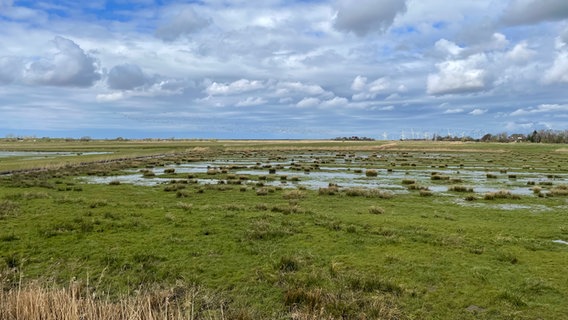 Naturfoto bei Lüttmoorsiel mit Windrädern am Horizont. © Martina Wessels Foto: Martina Wessels