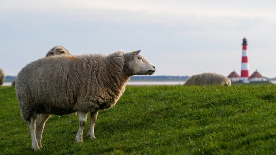 Schafe vor dem Leuchtturm Westerhever an der Nordsee. © Wenke Stahlbock Foto: Wenke Stahlbock