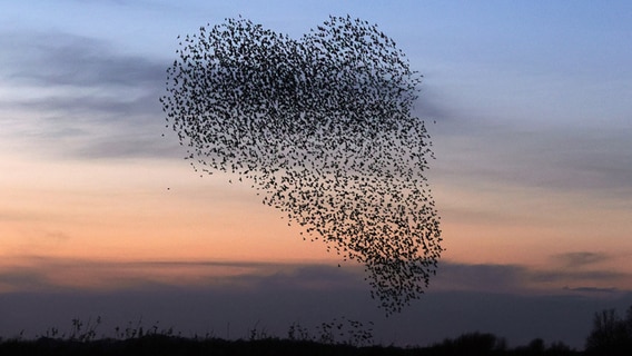 Stare fliegen in einer Herz-Formation am Himmel. © Conni Nielsen Foto: Conni Nielsen