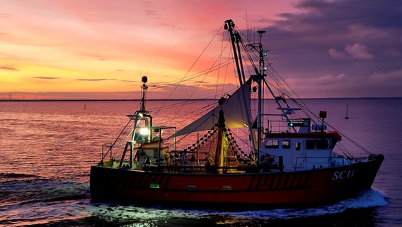 Ein Schiff von Krabbenfischern fährt bei Sonnenaufgang auf das Meer. © Sabine Maaß Foto: Sabine Maaß