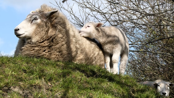 Schafe liegen auf einer Wiese in der Morgensonne. © Cordula Sönnichsen Foto: Cordula Sönnichsen