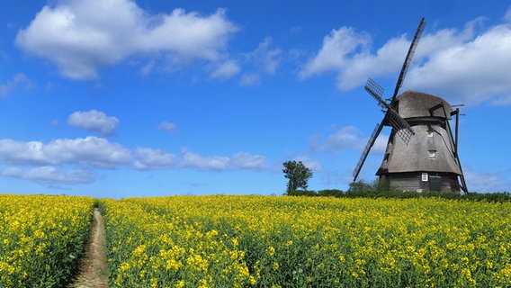 Die Farver Mühle bei Wangels während der Rapsblüte unter blauem Himmel. © Marion Prieß Foto: Marion Prieß