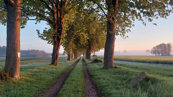 Ein von Bäumen umgebender Feldweg in den frühen Morgenstunden mit Nebel im Hintergrund. © Sandra Gruhlke Foto: Sandra Gruhlke