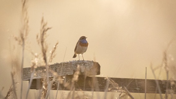 Ein Blaukehlchen sitzt in der Abenddämmerung auf einem Holzgeländer. © Jeannette Ortmann Foto: Jeannette Ortmann