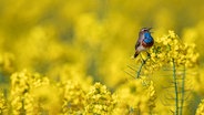 Ein Blaukehlchen sitzt auf einem Halm in einem Rapsfeld. © Rainer Heidenreich Foto: Rainer Heidenreich