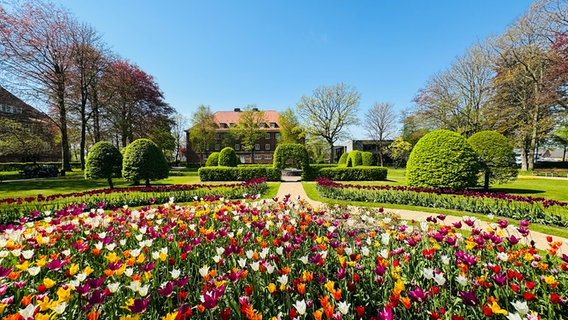 Ein buntes Tulpenmeer im Stadtgarten von Niebüll unter blauem Himmel. © Frank Schmidt Foto: Frank Schmidt