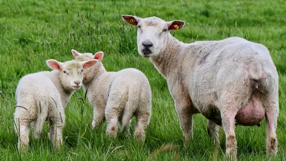 Eine Schafmama steht mit ihren beiden Lämmern auf einer Wiese auf Eiderstedt (Nordfriesland). © Achim Otto Foto: Achim Otto