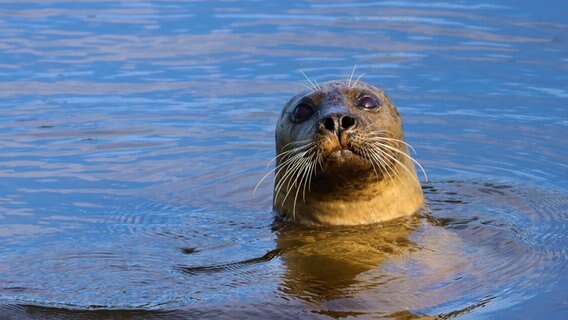 Eine kleine Seerobbe blickt aus dem Wasser heraus direkt in die Kamera. © Jasmin Neumann Foto: Jasmin Neumann